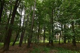 PRONÁJEM DOMU SE DVĚMA BYTY PO REKONST., 333 M2, NA POZEMKU 1646 M2, PODSRP Č.P. 116,